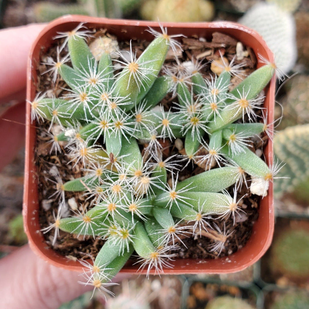 Trichodiadema densum 'Mini Desert Rose'